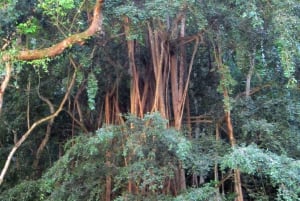 Oahu: Waimea vesiputouksen kanssa