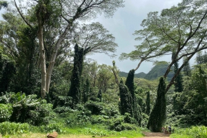 Oahu: Diamond Head and Manoa Falls Hiking Trails Tour