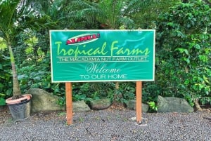 Oahu: Diamond Head Crater Hike and North Shore Experience