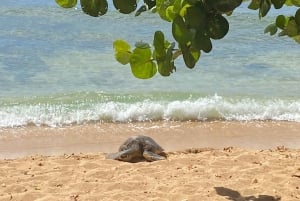 Oahu: Diamond Head Crater Hike and North Shore Experience