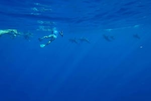 Oahu: Nuoto con i delfini e tour in motoscafo per lo snorkeling