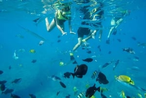 Oahu: Pływanie z delfinami i snorkeling na łodzi motorowej