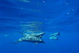 Oahu: Snabb båttur med delfinsim och snorkling