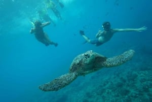 Oahu: Passeio de lancha para nadar com golfinhos e mergulhar com snorkel
