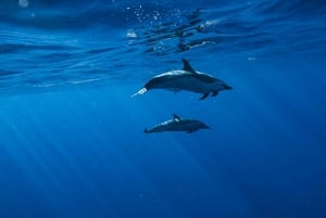 Oahu: Hurtigbåttur med delfinsvømming og snorkling