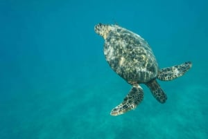 Oahu: Pływanie z delfinami i snorkeling na łodzi motorowej