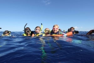 Oahu: Passeio de lancha para nadar com golfinhos e mergulhar com snorkel