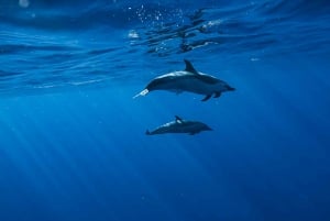 Oahu: Delfinschwimmen und Schnorcheln Speedboat Tour