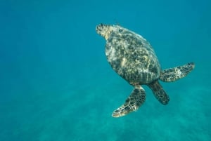 Oahu: Delfinschwimmen und Schnorcheln Speedboat Tour