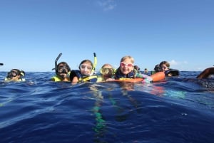 Oahu: Delfinschwimmen und Schnorcheln Speedboat Tour