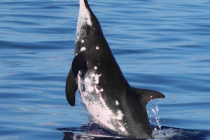Oahu: Dolphin Swim and Turtle Snorkel Excursion in Waianae