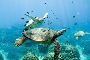 Oahu : Nage avec les dauphins et plongée en apnée avec les tortues à Waianae