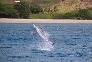 Oahu: Waianae: Delfiini-uinti ja kilpikonnien snorklausretki Waianaessa
