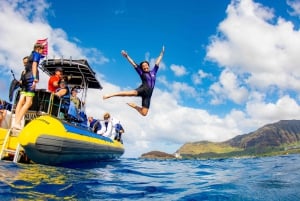 Oahu: Waianae: Delfiini-uinti ja kilpikonnien snorklausretki Waianaessa