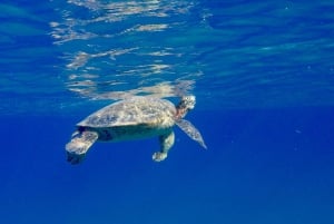 Oahu: Dolphin Swim and Turtle Snorkel Excursion in Waianae