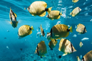 Oahu: Dolphin Watch and Snorkeling Adventure