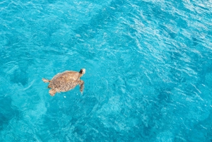 Oahu: Dolphin Watch and Snorkeling Adventure