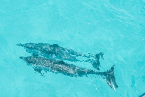 Oahu : Observation des dauphins, plongée avec masque et tuba pour les tortues, toboggan aquatique,