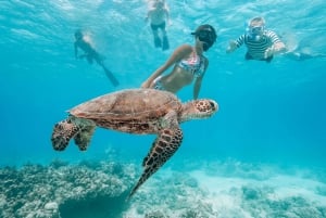 Oahu: Delfinskådning, Snorkling med sköldpaddor, Vattenrutschbana Aktiviteter,