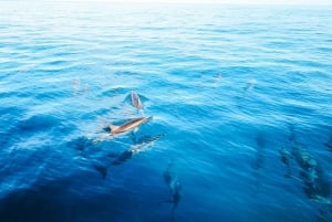 Oahu: Delfinbeobachtung, Schildkrötenschnorcheln, Wasserrutsche Aktivitäten,
