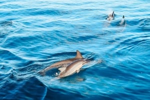 Oahu : Observation des dauphins, plongée avec masque et tuba pour les tortues, toboggan aquatique,