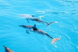 Oahu: Delfinsafari, skilpaddesnorkling, vannsklieaktiviteter,