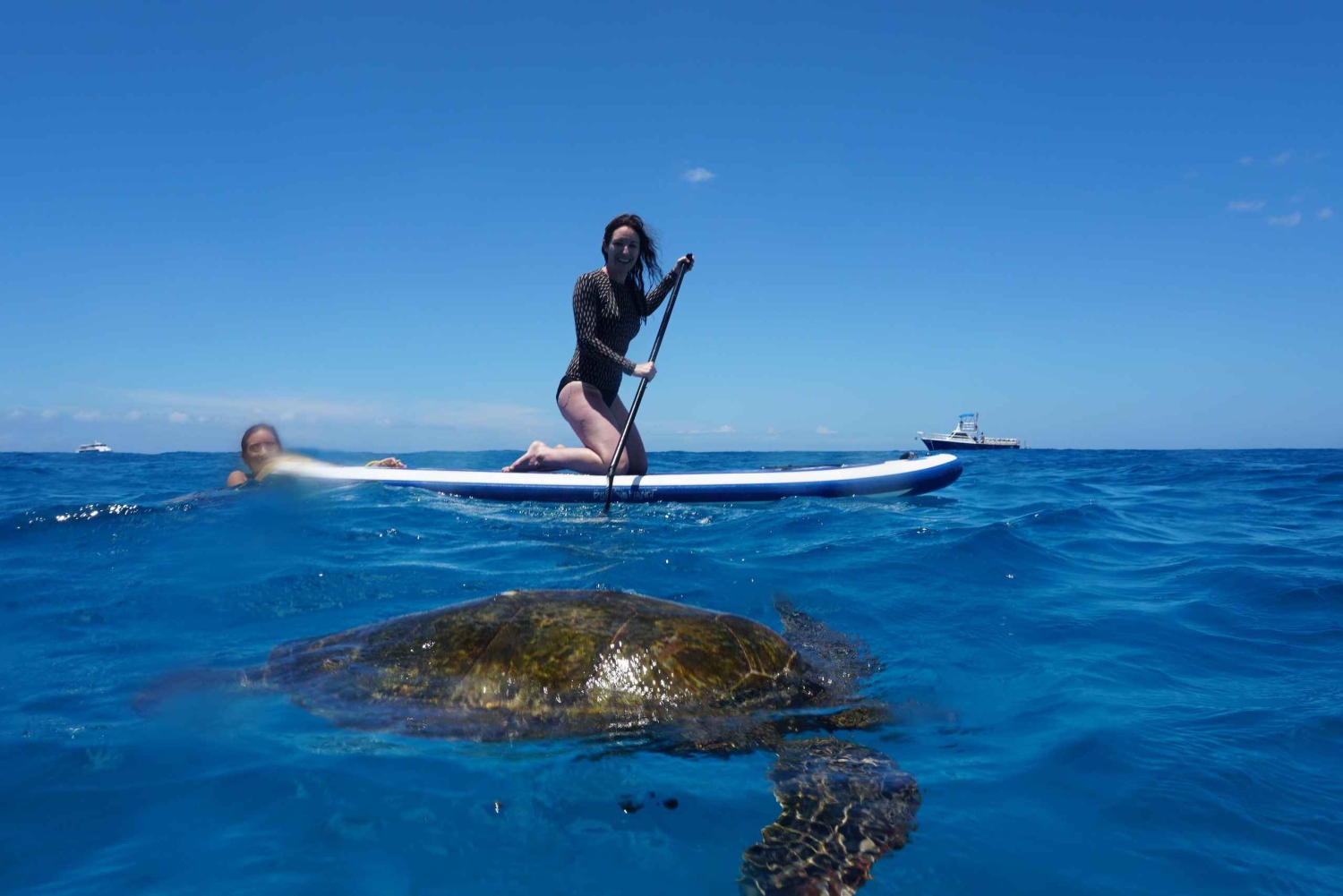 Observación de delfines en Oahu, snorkel con tortugas, actividades en toboganes acuáticos