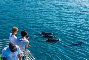 Observación de delfines en Oahu, snorkel con tortugas, actividades en toboganes acuáticos