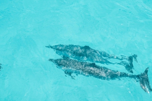 Observación de delfines en Oahu, snorkel con tortugas, actividades en toboganes acuáticos