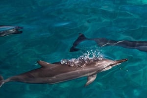 Oahu: Dolphin Watching & Turtle Snorkeling with Waterslide