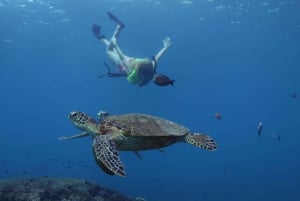 Oahu: Dolphin Watching & Turtle Snorkeling with Waterslide