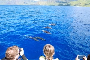 Oahu: Dolphin Watching & Turtle Snorkeling with Waterslide