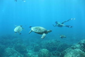 Oahu: Dolphin Watching & Turtle Snorkeling with Waterslide