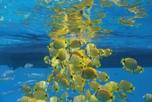 Oahu: Dolphin Watching & Turtle Snorkeling with Waterslide