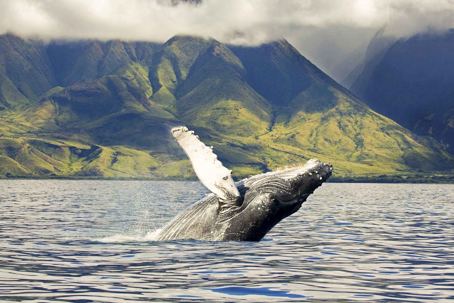 Oahu: Eco-Friendly West Coast Whale Watching Cruise