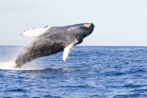 Oahu : Croisière observation des baleines sur la côte ouest, respectueuse de l'environnement