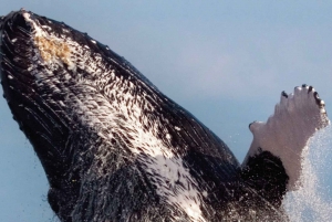 Oahu: Eco-Friendly West Coast Whale Watching Cruise