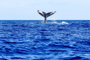 Oahu: Eco-Friendly West Coast Whale Watching Cruise