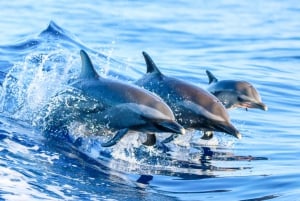 Oahu: Eco-Friendly West Oahu Snorkel Sail with Dolphins