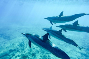 Oahu: Eco-Friendly West Oahu Snorkel Sail with Dolphins
