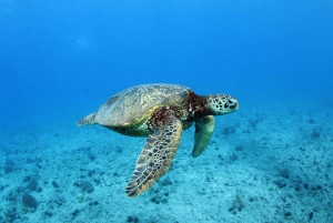 Oahu: EPICO tour in fuoristrada e snorkeling al tramonto