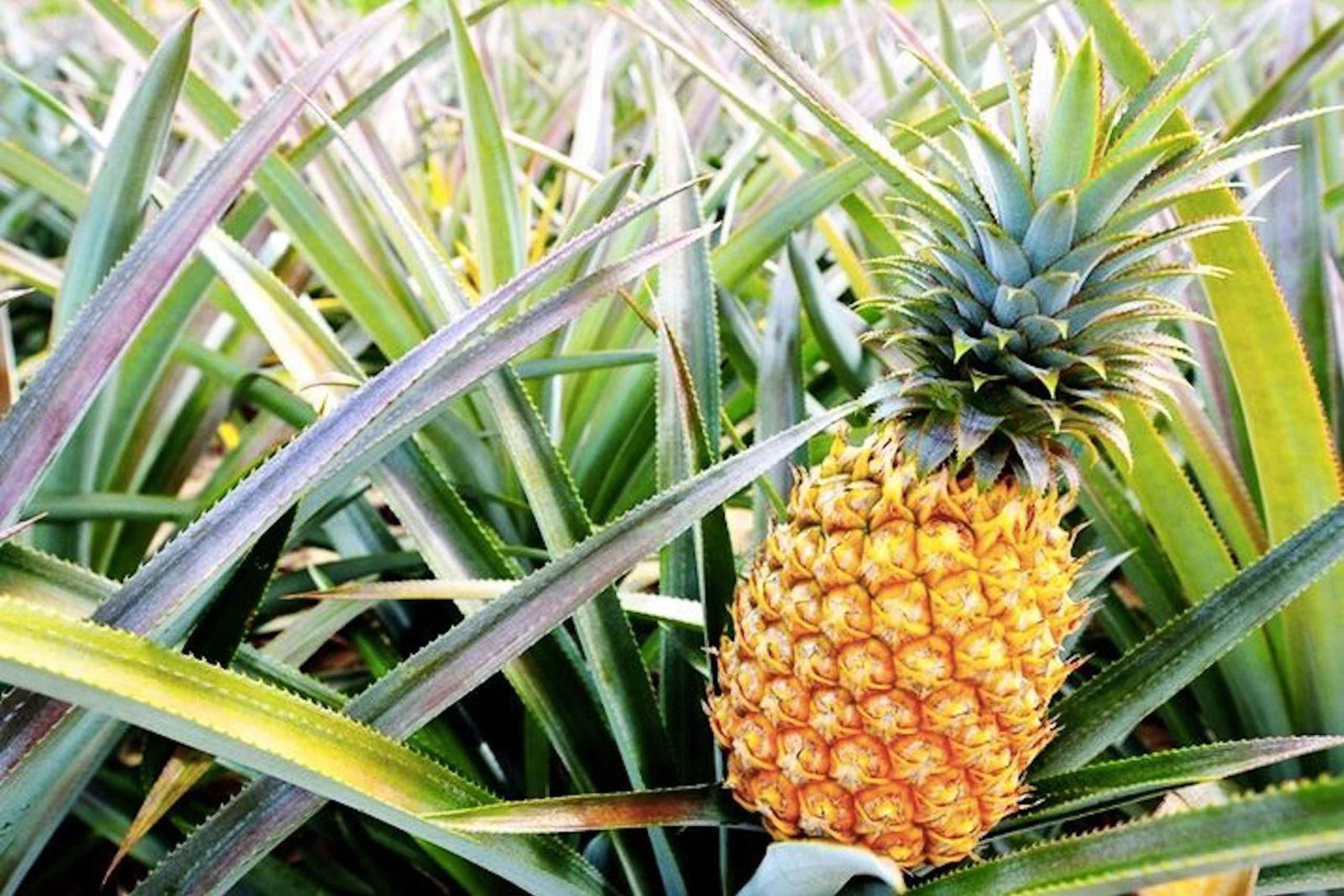 Oahu: Guidet tur på North Shore og Waimea Botanical Garden