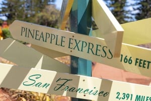 Oahu: Dole Plantation & Haleiwa Express Deluxe Tour