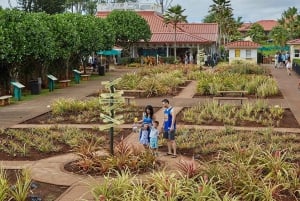 Oahu: Dole Plantation & Haleiwa Express Deluxe Tour