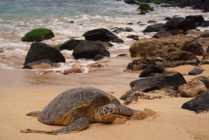 Oahu: Half-Day Private Sightseeing Tour