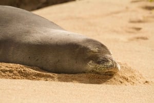 Oahu: Half-Day Private Sightseeing Tour