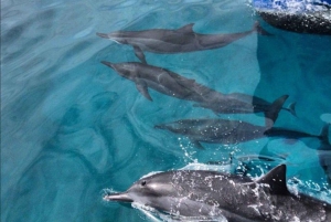 Oahu Havaiji: Honolulu Sailing Tour