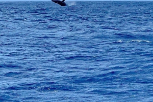 Oahu Havaiji: Honolulu Sailing Tour