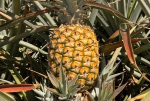 Oahu Hidden Gems & Waimea Botanical Garden / Waterfall-tour