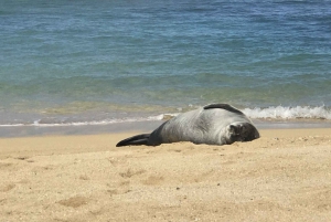 Oahu: Highlights of Oahu Small Group Tour